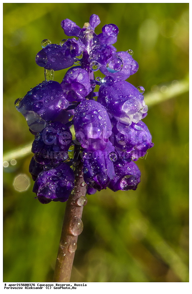 ������������� ����, ���������� ������, ���������-���������� ����������, ������, ���, ������, �������� ������, ���������� ��������������� ����������, ���������� ��������������� ��������� ���������� ���������� ����� �. �. �����������, ������ ��������, �����, ���������� ��������, ������������ ��������, ������������ ��������, ������, �����, XYZ, �����������, Hyacinthaaceae, ���������, Asparagaceae, ������� ������� ������������, ������� ��� ���������, ������� ��� ������������, ������� ��� ��������������, ������� ���������, ������� ������������, ������� ��������������, ������� ������� ���������, ������� ������� ��������������, Muscari neglectum, Muscari racemosum, Muscari racemosa, ������, �����, ������, ������, ���������� ����������, Hyacinthaceae