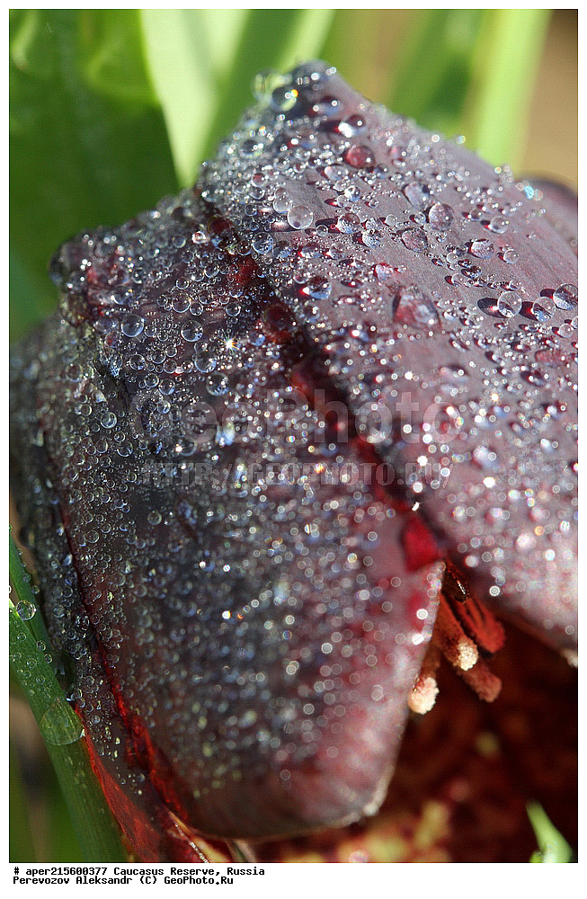 ������������� ����, ���������� ������, ���������-���������� ����������, ������, ���, ������, �������� ������, ���������� ��������������� ����������, ���������� ��������������� ��������� ���������� ���������� ����� �. �. �����������, ������ ��������, �����, ���������� ��������, ������������ ��������, ������������ ��������, ������, �����, XYZ, ��������, Liliaceae, ������ �������������, ������ ��������, Fritillaria latifolia, Fritillaria collina, Fritillaria lutea ssp. latifolia, ������, �����, ������, ������, ���������� ����������