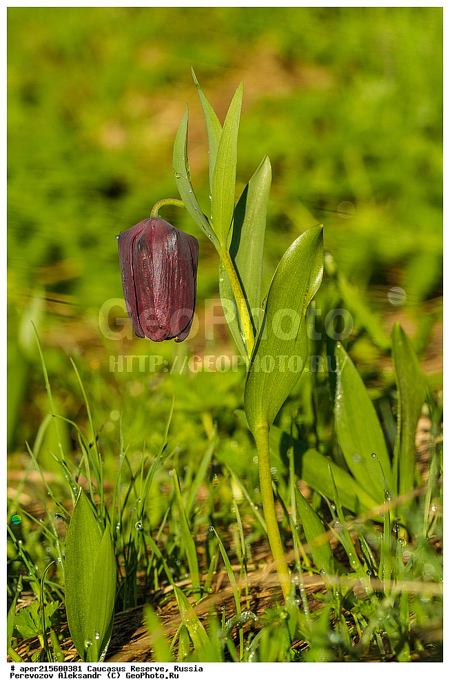 ������������� ����, ���������� ������, ���������-���������� ����������, ������, ���, ������, �������� ������, ���������� ��������������� ����������, ���������� ��������������� ��������� ���������� ���������� ����� �. �. �����������, ������ ��������, �����, ���������� ��������, ������������ ��������, ������������ ��������, ������, �����, XYZ, ��������, Liliaceae, ������ �������������, ������ ��������, Fritillaria latifolia, Fritillaria collina, Fritillaria lutea ssp. latifolia, ������, �����, ������, ������, ���������� ����������