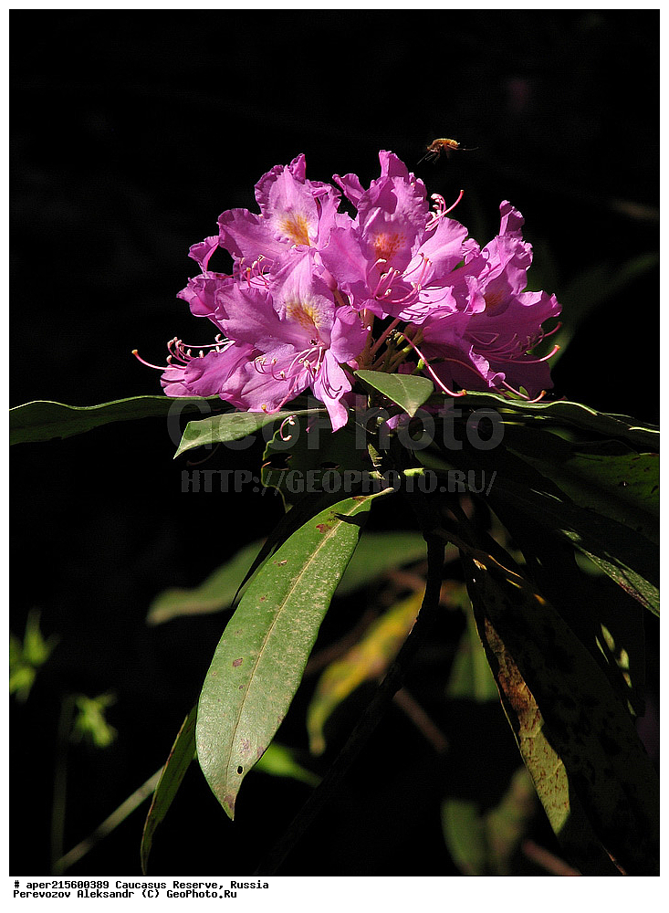 ������������� ����, ���������� ������, ���������-���������� ����������, ������, ���, ������, �������� ������, ���������� ��������������� ����������, ���������� ��������������� ��������� ���������� ���������� ����� �. �. �����������, ������ ��������, �����, ���������� ��������, ������������ ��������, ������������ ��������, ������, �����, XYZ, ����������, Ericaceae, ����������� ����������, Rhododendron ponticum, �����, ������, �����, ������, ������, ���������� ����������, ���������, ����������, ������������ ��������, ������������ ��������, ������������, ������������ �����������, �����������, ������������, ���������, �����, ����������