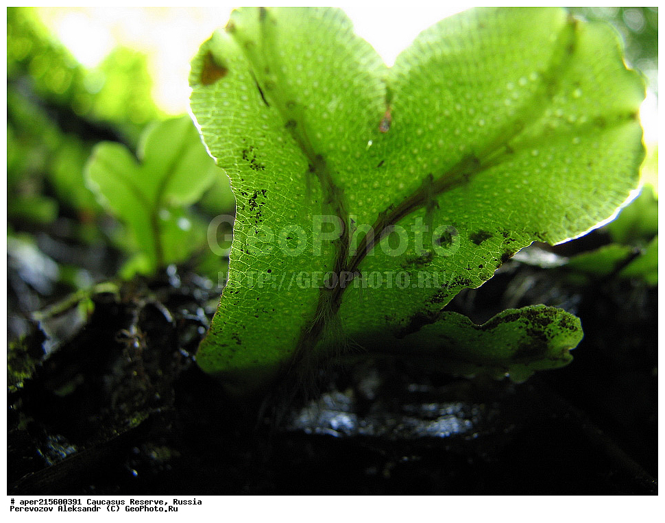 ������������� ����, ���������� ������, ���������-���������� ����������, ������, ���, ������, �������� ������, ���������� ��������������� ����������, ���������� ��������������� ��������� ���������� ���������� ����� �. �. �����������, �����, ������������ ��������, ������������ ��������, XYZ, �����������, Parmeliaceae, ���, �����������, Marchantiophyta, Hepaticophyta, ������, �����, ������, ������, ���������� ����������, ���, ���, ���������, ��������, ������, ���������� ����������, �������� ������,