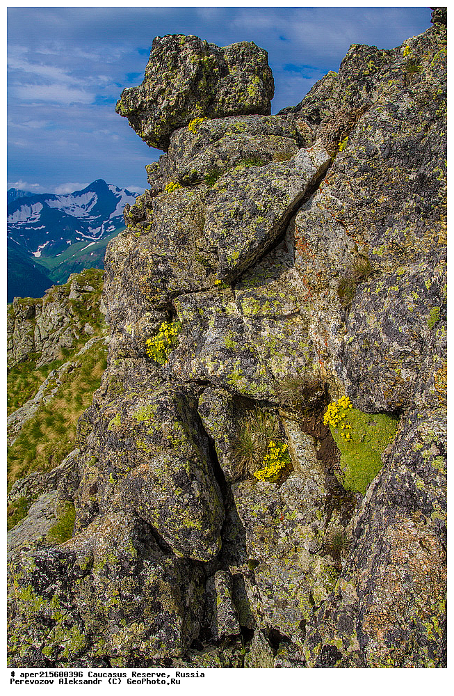 ������������� ����, ���������� ������, ���������-���������� ����������, ������, ���, ������, �������� ������, ���������� ��������������� ����������, ���������� ��������������� ��������� ���������� ���������� ����� �. �. �����������, ������ ��������, �����, ���������� ��������, ������������ ��������, ������������ ��������, ������, �����, XYZ, ���������, ����������, �������������, Brassicaceae, Crucifera, ������ ����������, ����� ����������, Draba bryoides, ������, �����, ������, ������, ���������� ����������