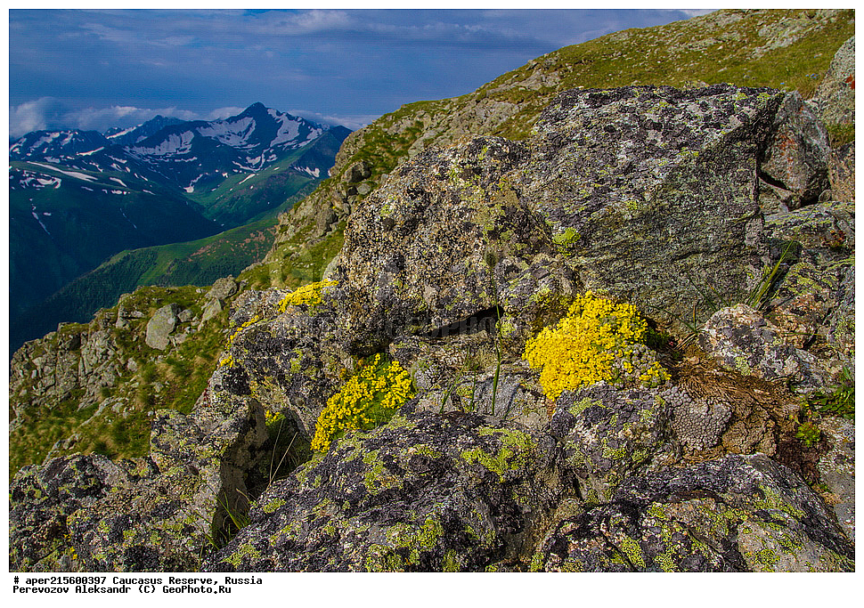 ������������� ����, ���������� ������, ���������-���������� ����������, ������, ���, ������, �������� ������, ���������� ��������������� ����������, ���������� ��������������� ��������� ���������� ���������� ����� �. �. �����������, ������ ��������, �����, ���������� ��������, ������������ ��������, ������������ ��������, ������, �����, XYZ, ���������, ����������, �������������, Brassicaceae, Crucifera, ������ ����������, ����� ����������, Draba bryoides, ������, �����, ������, ������, ���������� ����������