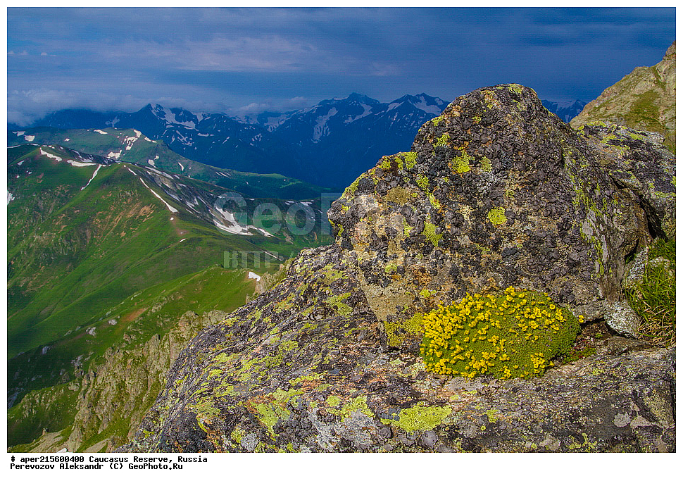 ������������� ����, ���������� ������, ���������-���������� ����������, ������, ���, ������, �������� ������, ���������� ��������������� ����������, ���������� ��������������� ��������� ���������� ���������� ����� �. �. �����������, ������ ��������, �����, ���������� ��������, ������������ ��������, ������������ ��������, ������, �����, XYZ, ���������, ����������, �������������, Brassicaceae, Crucifera, ������ ����������, ����� ����������, Draba bryoides, ������, �����, ������, ������, ���������� ����������