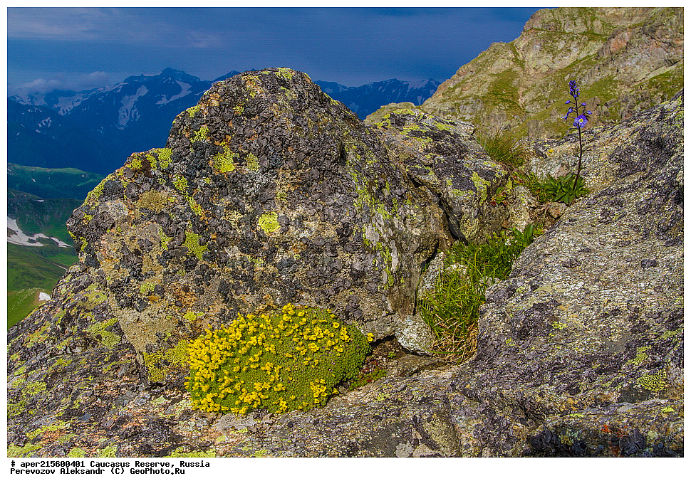 ������������� ����, ���������� ������, ���������-���������� ����������, ������, ���, ������, �������� ������, ���������� ��������������� ����������, ���������� ��������������� ��������� ���������� ���������� ����� �. �. �����������, ������ ��������, �����, ���������� ��������, ������������ ��������, ������������ ��������, ������, �����, XYZ, ���������, ����������, �������������, Brassicaceae, Crucifera, ������ ����������, ����� ����������, Draba bryoides, ������, �����, ������, ������, ���������� ����������