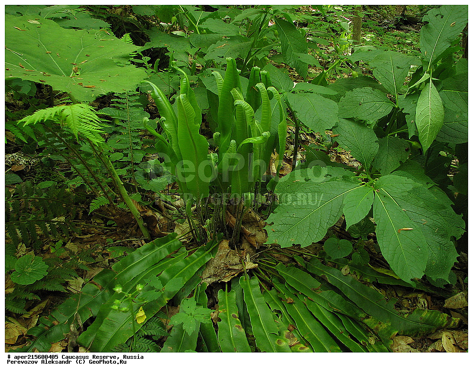 ������������� ����, ���������� ������, ���������-���������� ����������, ������, ���, ������, �������� ������, ���������� ��������������� ����������, ���������� ��������������� ��������� ���������� ���������� ����� �. �. �����������, ������ ��������, �����, ���������� ��������, ������������ ��������, ������������ ��������, XYZ, �����������, Aspleniaceae, ��������� ��������������, ������ ����, Phyllitis scolopendrium, Asplenium scolopendrium, ������, �����, ������, ������, ���������� ����������