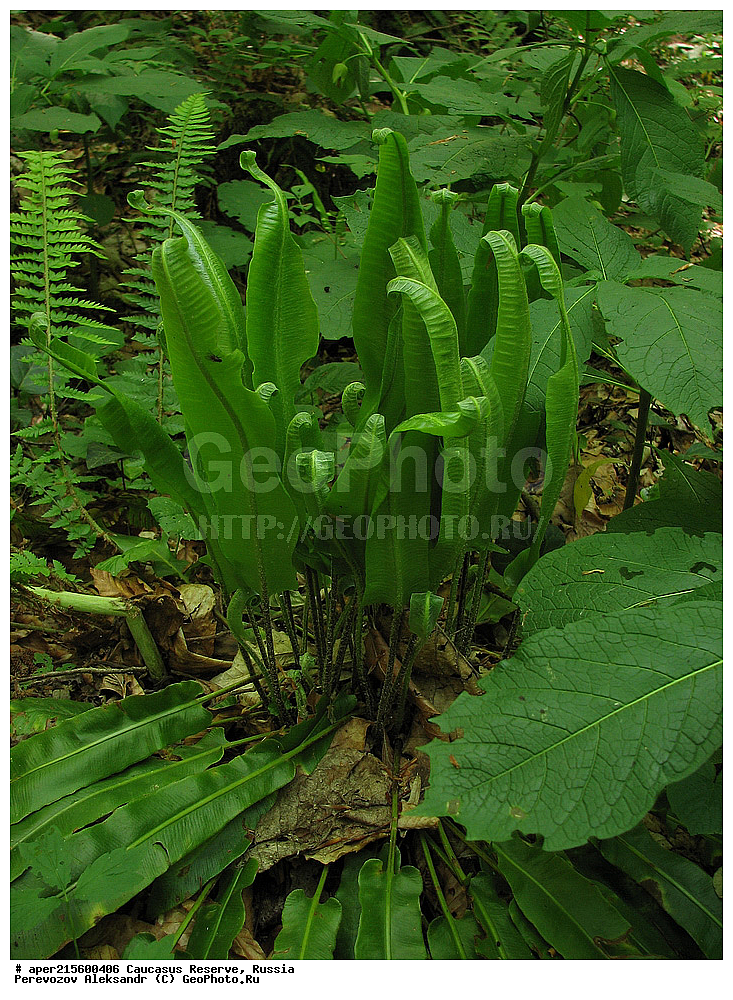 ������������� ����, ���������� ������, ���������-���������� ����������, ������, ���, ������, �������� ������, ���������� ��������������� ����������, ���������� ��������������� ��������� ���������� ���������� ����� �. �. �����������, ������ ��������, �����, ���������� ��������, ������������ ��������, ������������ ��������, XYZ, �����������, Aspleniaceae, ��������� ��������������, ������ ����, Phyllitis scolopendrium, Asplenium scolopendrium, ������, �����, ������, ������, ���������� ����������