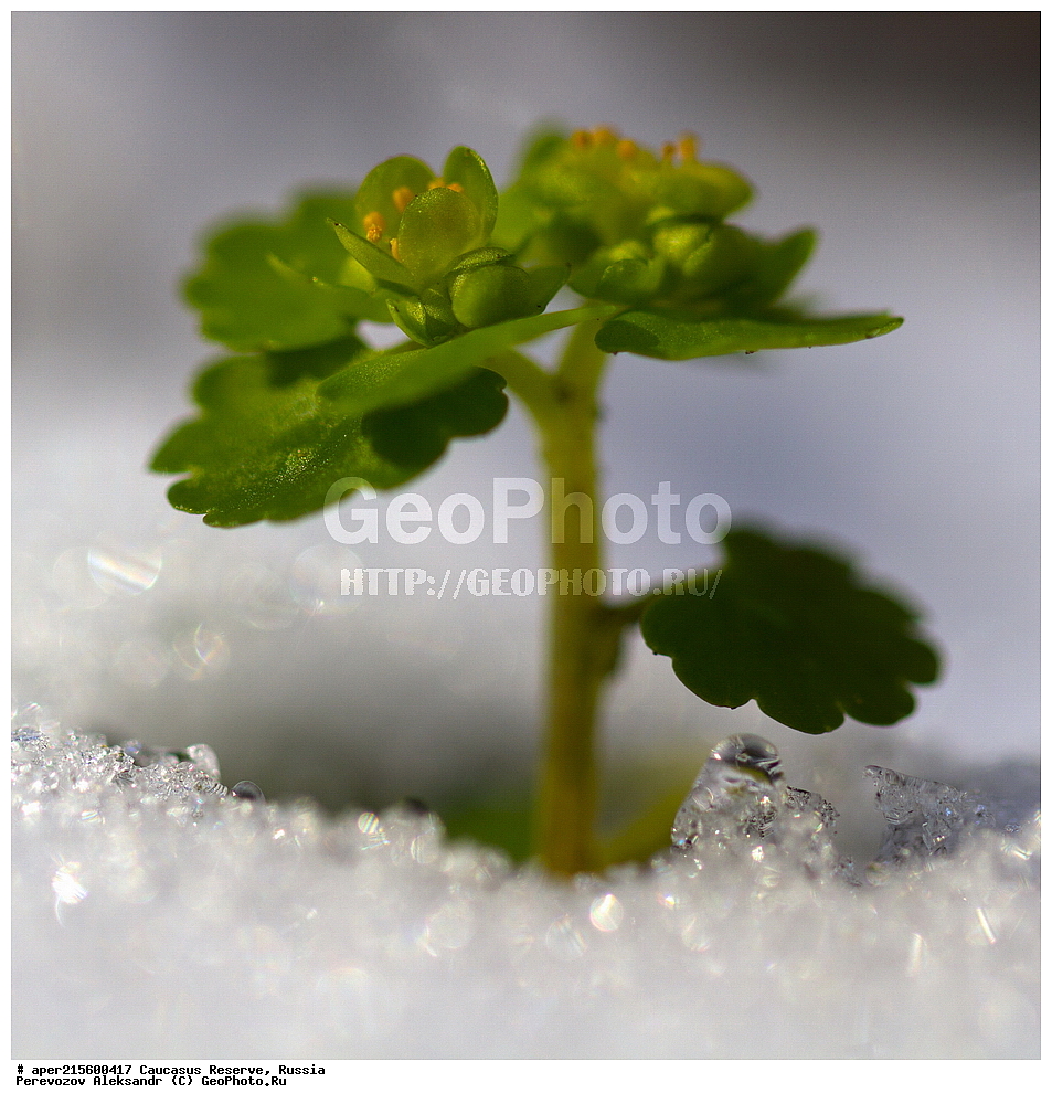 ������������� ����, ���������� ������, ���������-���������� ����������, ������, ���, ������, �������� ������, ���������� ��������������� ����������, ���������� ��������������� ��������� ���������� ���������� ����� �. �. �����������, ������ ��������, �����, ���������� ��������, ������������ ��������, ������������ ��������, ������, �����, XYZ, �������������, Saxifragaceae, ����������� ��������������, ����������� ������������, �����e������ ����e����������, �����e������ ������������, Chrysosplenium alternifolium, ������, �����, ������, ������, ���������� ����������, ������������, ������, �����, ���������, ����