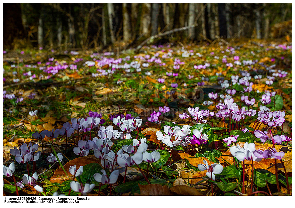 ������������� ����, ���������� ������, ���������-���������� ����������, ������, ���, ������, �������� ������, ���������� ��������������� ����������, ���������� ��������������� ��������� ���������� ���������� ����� �. �. �����������, ������ ��������, �����, ���������� ��������, ������������ ��������, ������������ ��������, ������, �����, XYZ, ������������, ����������, Primulaceae, ������ �������, ������ ���������, �������� �������, �������� ���������, Cyclamen coum, Cyclamen coum ssp. hiemale, Cyclamen hiemale, Cyclamen kuznetzovii, ������, �����, ������, ������, ���������� ����������