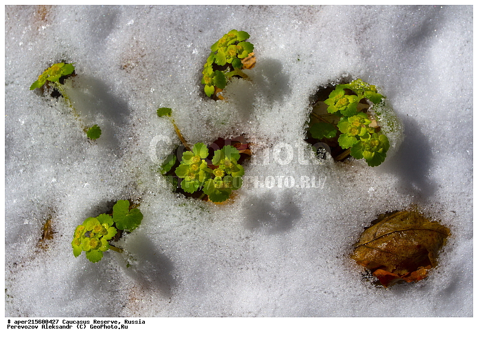 ������������� ����, ���������� ������, ���������-���������� ����������, ������, ���, ������, �������� ������, ���������� ��������������� ����������, ���������� ��������������� ��������� ���������� ���������� ����� �. �. �����������, ������ ��������, �����, ���������� ��������, ������������ ��������, ������������ ��������, ������, �����, XYZ, �������������, Saxifragaceae, ����������� ��������������, ����������� ������������, �����e������ ����e����������, �����e������ ������������, Chrysosplenium alternifolium, ������, �����, ������, ������, ���������� ����������, ������������, ������, �����, ���������, ����