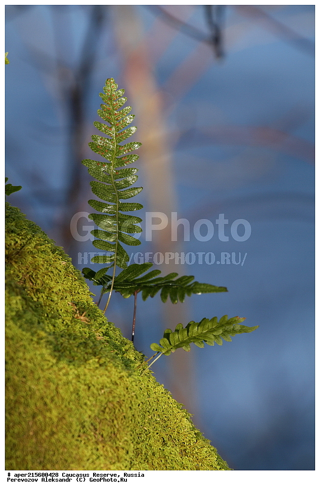 ������������� ����, ���������� ������, ���������-���������� ����������, ������, ���, ������, �������� ������, ���������� ��������������� ����������, ���������� ��������������� ��������� ���������� ���������� ����� �. �. �����������, ������ ��������, �����, ���������� ��������, ������������ ��������, ������������ ��������, XYZ, �������������, ������������, Polypodiaceae, ���������� ������������, Polypodium vulgare, Polypodium nipponicum, Polypodium someyae, ������, �����, ������, ������, ���������� ����������, ���, ���, ���������, ��������, ������, ���������� ����������, �������� ������,