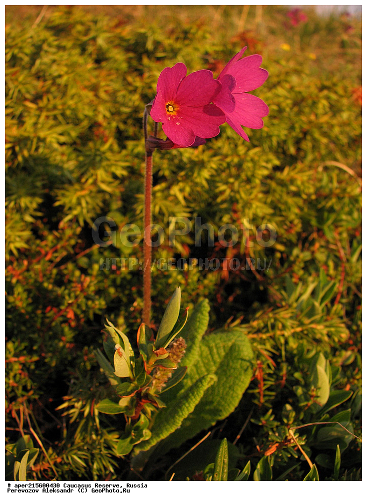 ������������� ����, ���������� ������, ���������-���������� ����������, ������, ���, ������, �������� ������, ���������� ��������������� ����������, ���������� ��������������� ��������� ���������� ���������� ����� �. �. �����������, ������ ��������, �����, ���������� ��������, ������������ ��������, ������������ ��������, ������, �����, XYZ, ������������, ����������, Primulaceae, ��������� ��������, ��������� ����������, ������� ��������, Primula amoena, Primula elatior ssp. Amoena, Primula elatior ssp.meyeri, ������, �����, ������, ������, ���������� ����������