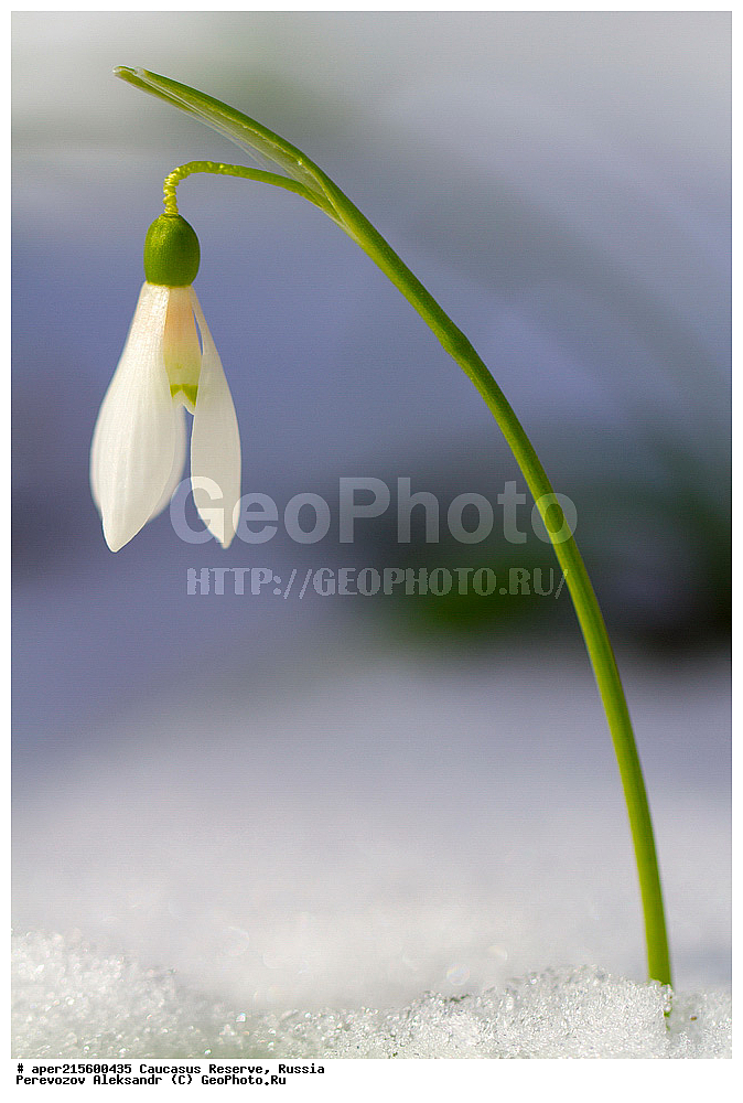 ������������� ����, ���������� ������, ���������-���������� ����������, ������, ���, ������, �������� ������, ���������� ��������������� ����������, ���������� ��������������� ��������� ���������� ���������� ����� �. �. �����������, ������ ��������, �����, ���������� ��������, ������������ ��������, ������������ ��������, ������, �����, XYZ, �������������, Amaryllidaceae, ���������� ��������, ���������� ����������, Galanthus woronowii, Galanthus ikariae, ������, �����, ������, ������, ���������� ����������