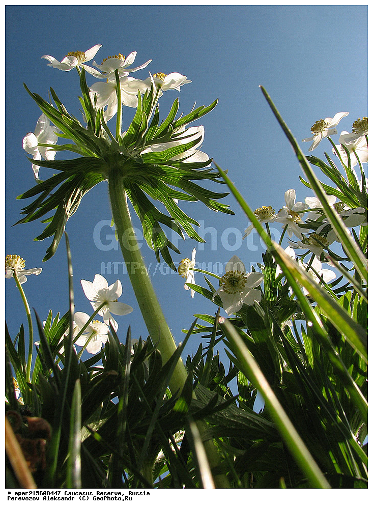 ������������� ����, ���������� ������, ���������-���������� ����������, ������, ���, ������, �������� ������, ���������� ��������������� ����������, ���������� ��������������� ��������� ���������� ���������� ����� �. �. �����������, ������ ��������, �����, ���������� ��������, ������������ ��������, ������������ ��������, ������, �����, XYZ, ���������, Ranunculaceae, �������� ����������, ������������ ����������, ��������� ����������, ��������� ��������, Anemonastrum fasciculatum, Anemone fasciculata, Anemone narcissiflora f. fasciculata, ������, �����, ������, ������, ���������� ����������