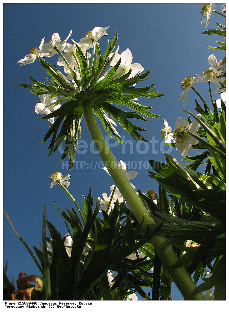 ������������� ����, ���������� ������, ���������-���������� ����������, ������, ���, ������, �������� ������, ���������� ��������������� ����������, ���������� ��������������� ��������� ���������� ���������� ����� �. �. �����������, ������ ��������, �����, ���������� ��������, ������������ ��������, ������������ ��������, ������, �����, XYZ, ���������, Ranunculaceae, �������� ����������, ������������ ����������, ��������� ����������, ��������� ��������, Anemonastrum fasciculatum, Anemone fasciculata, Anemone narcissiflora f. fasciculata, ������, �����, ������, ������, ���������� ����������