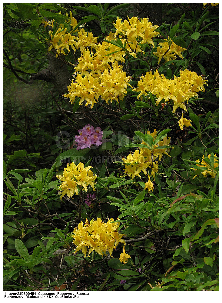  ������������� ����, ���������� ������, ���������-���������� ����������, ������, ���, ������, �������� ������, ���������� ��������������� ����������, ���������� ��������������� ��������� ���������� ���������� ����� �. �. �����������, ������ ��������, �����, ���������� ��������, ������������ ��������, ������������ ��������, ������, �����, XYZ, ����������, Ericaceae, ����������� �����, ����������� ������, ������ ����������, Rhododendron luteum, Rhododendron flavum, �����, ������, �����, ������, ������, ���������� ����������, ���������, ����������, ������������ ��������, ������������ ��������, ������������, ������������ �����������, �����������, ������������, ���������, �����, ����������