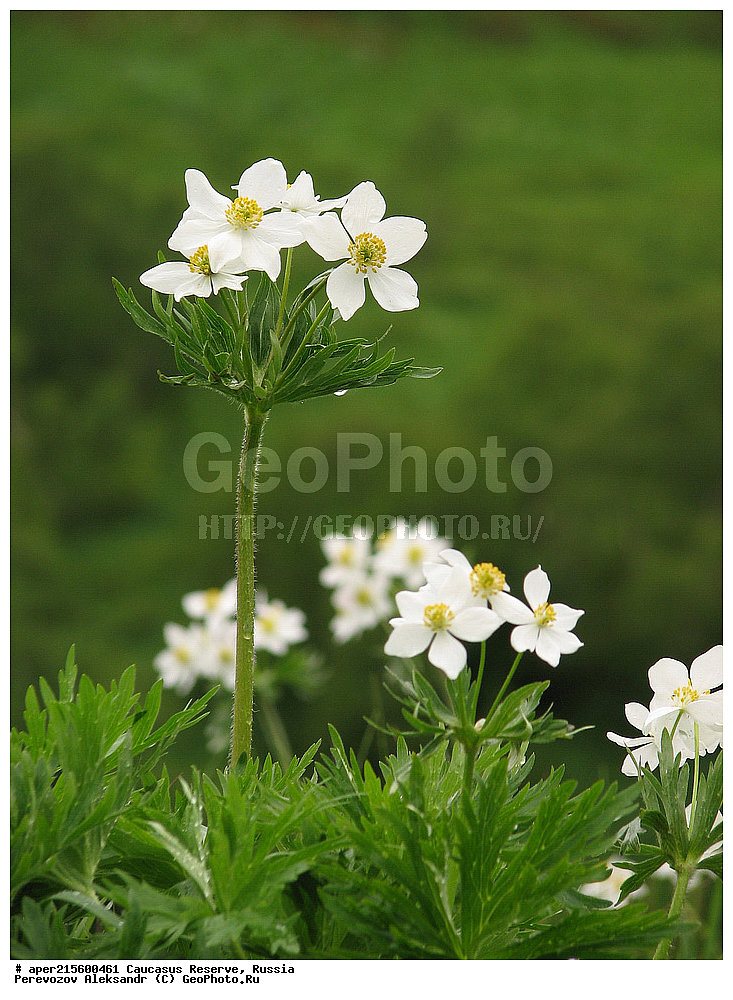 ������������� ����, ���������� ������, ���������-���������� ����������, ������, ���, ������, �������� ������, ���������� ��������������� ����������, ���������� ��������������� ��������� ���������� ���������� ����� �. �. �����������, ������ ��������, �����, ���������� ��������, ������������ ��������, ������������ ��������, ������, �����, XYZ, ���������, Ranunculaceae, �������� ����������, ������������ ����������, ��������� ����������, ��������� ��������, Anemonastrum fasciculatum, Anemone fasciculata, Anemone narcissiflora f. fasciculata, ������, �����, ������, ������, ���������� ����������