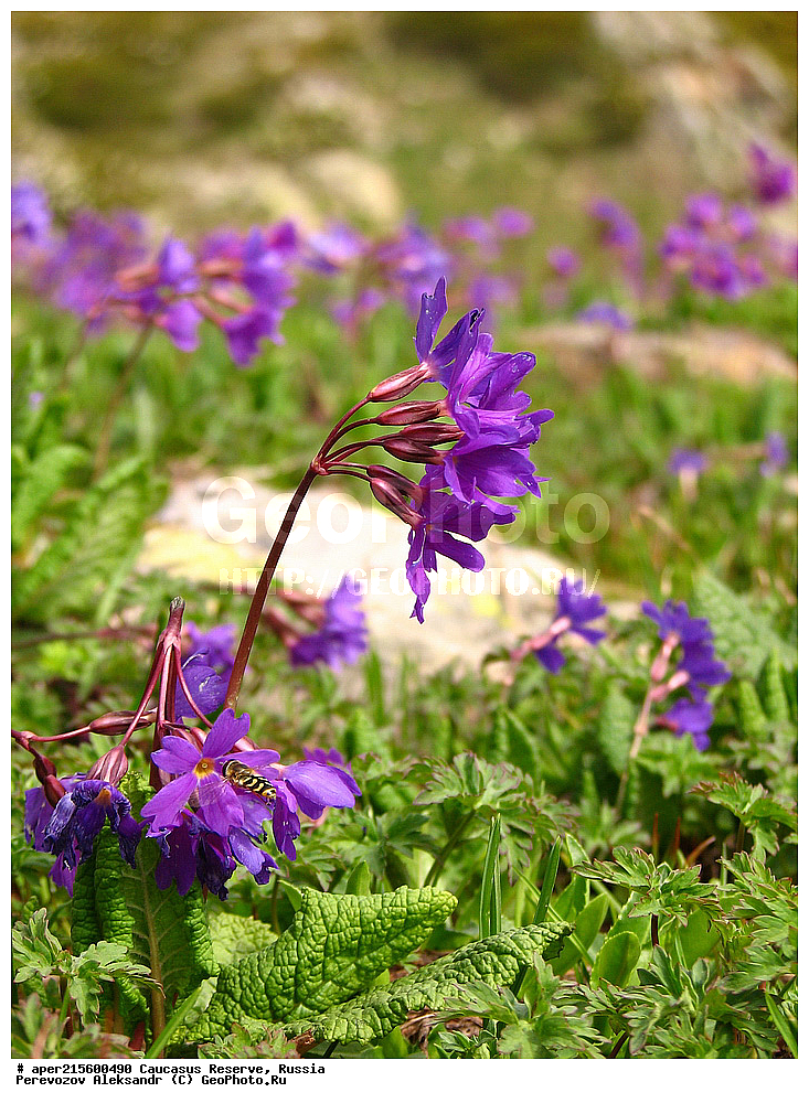 ������������� ����, ���������� ������, ���������-���������� ����������, ������, ���, ������, �������� ������, ���������� ��������������� ����������, ���������� ��������������� ��������� ���������� ���������� ����� �. �. �����������, ������ ��������, �����, ���������� ��������, ������������ ��������, ������������ ��������, ������, �����, XYZ, ������������, ����������, Primulaceae, ��������� ��������, ��������� ����������, ������� ��������, Primula amoena, Primula elatior ssp. Amoena, Primula elatior ssp.meyeri, ������, �����, ������, ������, ���������� ����������