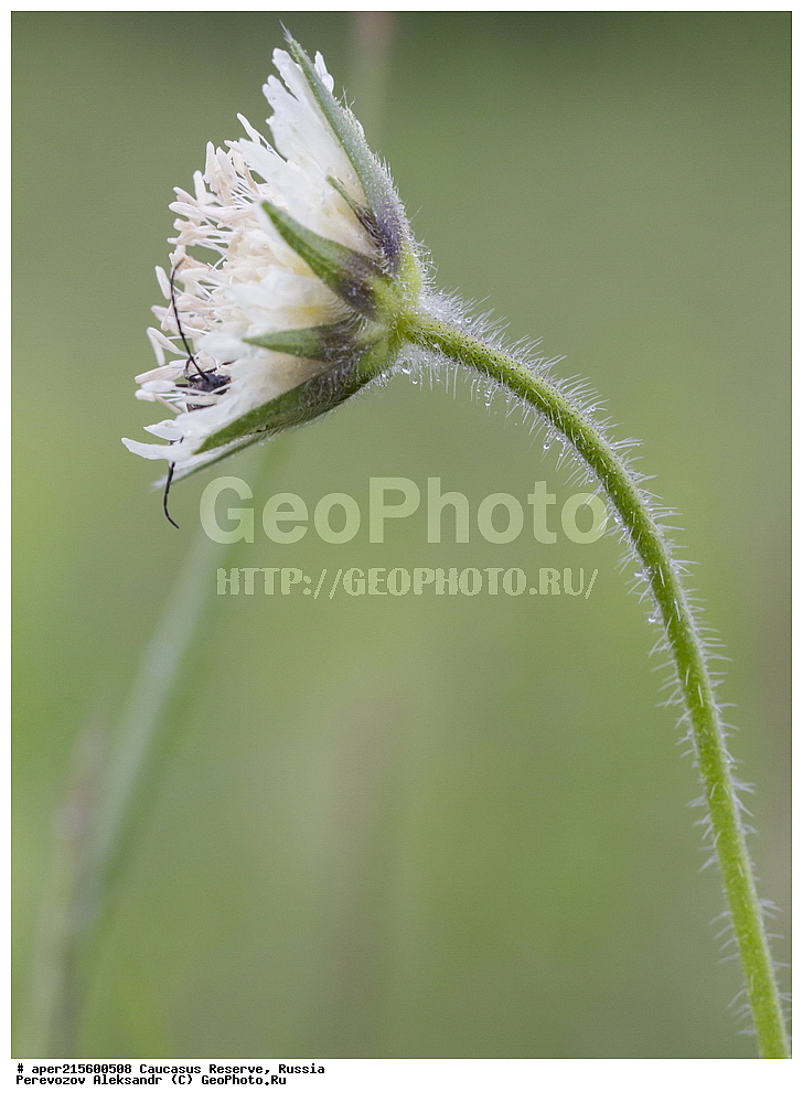 ������������� ����, ���������� ������, ���������-���������� ����������, ������, ���, ������, �������� ������, ���������� ��������������� ����������, ���������� ��������������� ��������� ���������� ���������� ����� �. �. �����������, ������ ��������, �����, ���������� ��������, ������������ ��������, ������������ ��������, ������, �����, XYZ, �����������, ���������������, Dipsacaceae, ����������� ������, Knautia montana, ������, �����, ������, ������, ���������� ����������