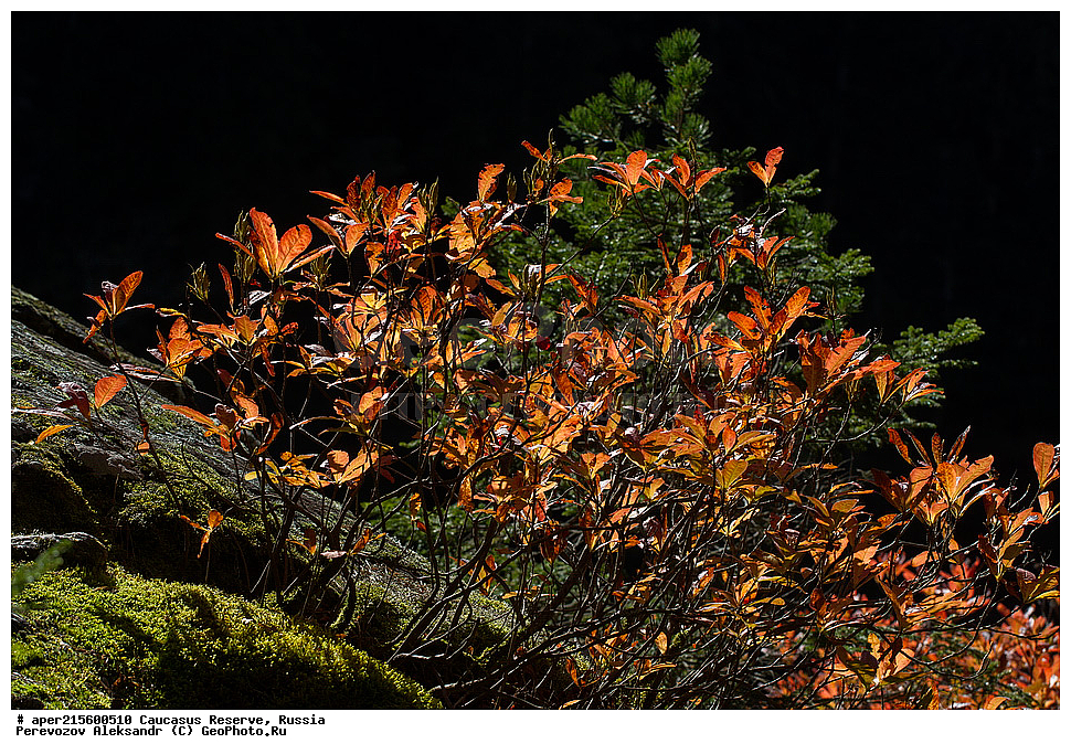 ������������� ����, ���������� ������, ���������-���������� ����������, ������, ���, ������, �������� ������, ���������� ��������������� ����������, ���������� ��������������� ��������� ���������� ���������� ����� �. �. �����������, ������ ��������, �����, ���������� ��������, ������������ ��������, ������������ ��������, ������, �����, XYZ, ����������, Ericaceae, ����������� �����, ����������� ������, ������ ����������, Rhododendron luteum, Rhododendron flavum, �����, ������, �����, ������, ������, ���������� ����������, ���������, ����������, ������������ ��������, ������������ ��������, ������������, ������������ �����������, �����������, ������������, ���������, �����, ����������