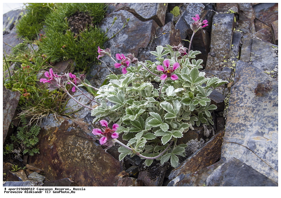 ������������� ����, ���������� ������, ���������-���������� ����������, ������, ���, ������, �������� ������, ���������� ��������������� ����������, ���������� ��������������� ��������� ���������� ���������� ����� �. �. �����������, ������ ��������, �����, ���������� ��������, ������������ ��������, ������������ ��������, ������, �����, XYZ, ������������, �������, �����������, Rosaceae, �������� �������, �������� ���������, Potentilla oweriniana, Potentilla ghalghana, ������, �����, ������, ������, ���������� ����������