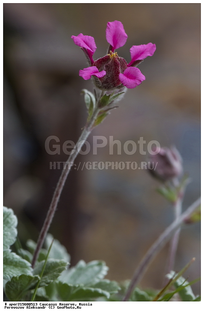 ������������� ����, ���������� ������, ���������-���������� ����������, ������, ���, ������, �������� ������, ���������� ��������������� ����������, ���������� ��������������� ��������� ���������� ���������� ����� �. �. �����������, ������ ��������, �����, ���������� ��������, ������������ ��������, ������������ ��������, ������, �����, XYZ, ������������, �������, �����������, Rosaceae, �������� �������, �������� ���������, Potentilla oweriniana, Potentilla ghalghana, ������, �����, ������, ������, ���������� ����������