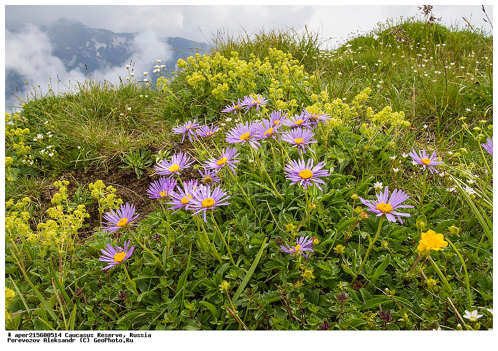 ������������� ����, ���������� ������, ���������-���������� ����������, ������, ���, ������, �������� ������, ���������� ��������������� ����������, ���������� ��������������� ��������� ���������� ���������� ����� �. �. �����������, ������ ��������, �����, ���������� ��������, ������������ ��������, ������������ ��������, ������, �����, XYZ, ��������, �������������, Asteraceae, Compositae, ����� ����������, ����� �����������, ����� ������, Aster alpinus, Aster fallax, Aster hispanicus, Aster korshinskyi, ������, �����, ������, ������, ���������� ����������