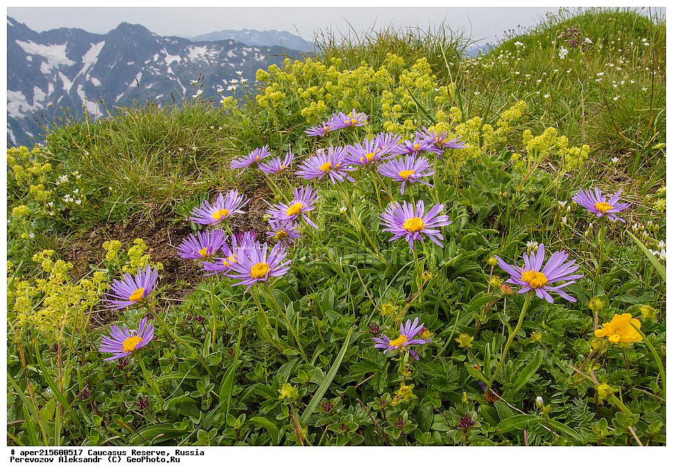 ������������� ����, ���������� ������, ���������-���������� ����������, ������, ���, ������, �������� ������, ���������� ��������������� ����������, ���������� ��������������� ��������� ���������� ���������� ����� �. �. �����������, ������ ��������, �����, ���������� ��������, ������������ ��������, ������������ ��������, ������, �����, XYZ, ��������, �������������, Asteraceae, Compositae, ����� ����������, ����� �����������, ����� ������, Aster alpinus, Aster fallax, Aster hispanicus, Aster korshinskyi, ������, �����, ������, ������, ���������� ����������