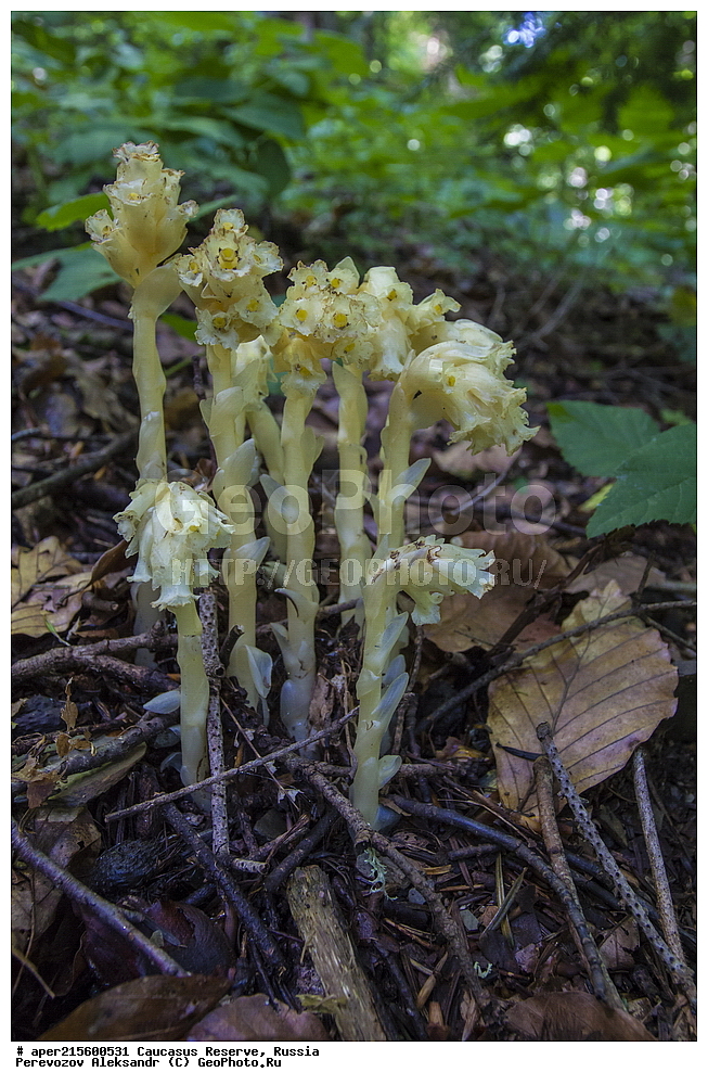 ������������� ����, ���������� ������, ���������-���������� ����������, ������, ���, ������, �������� ������, ���������� ��������������� ����������, ���������� ��������������� ��������� ���������� ���������� ����� �. �. �����������, ������ ��������, �����, ���������� ��������, ������������ ��������, ������������ ��������, ������, �����, XYZ, ����������, Ericaceae, ���������� ������������, ���������� ������������, Hypopitys monotropa, Monotropa hypopitys, ������, �����, ������, ������, ���������� ����������