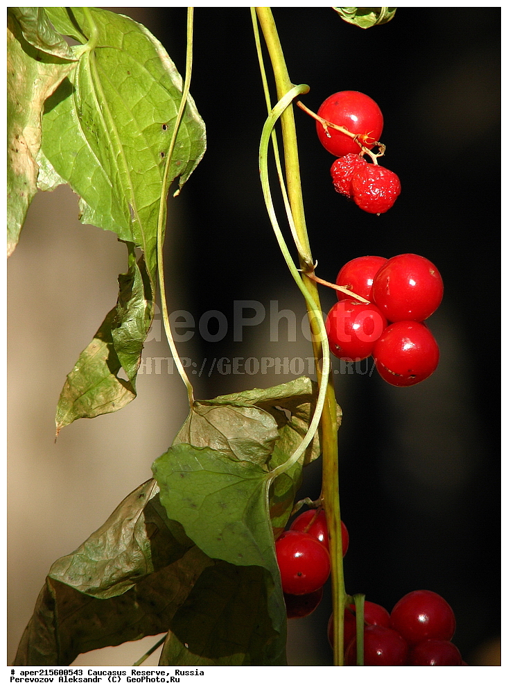 ������������� ����, ���������� ������, ���������-���������� ����������, ������, ���, ������, �������� ������, ���������� ��������������� ����������, ���������� ��������������� ��������� ���������� ���������� ����� �. �. �����������, ������ ��������, �����, ���������� ��������, ������������ ��������, ������������ ��������, ������, �����, XYZ, ������������, Dioscoreaceae, ����� ������������, ������ ������, �������, �������, ��������, �������� ������, ��������, ������� ������, Tamus communis, Dioscorea communis, ������, �����, ������, ������, ���������� ����������