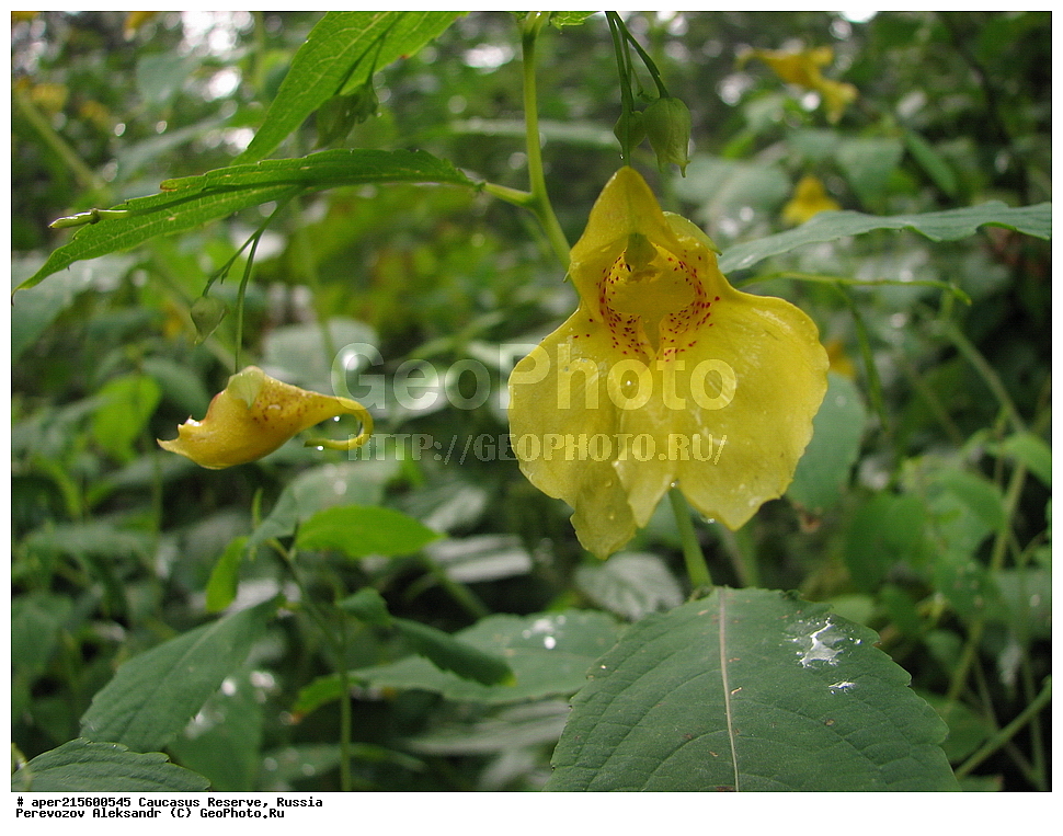 ������������� ����, ���������� ������, ���������-���������� ����������, ������, ���, ������, �������� ������, ���������� ��������������� ����������, ���������� ��������������� ��������� ���������� ���������� ����� �. �. �����������, ������ ��������, �����, ���������� ��������, ������������ ��������, ������������ ��������, ������, �����, XYZ, �������������, Balsaminaceae, ��������� ������������, ��������� ������, Impatiens noli-tangere, Impatiens komarovii, ������, �����, ������, ������, ���������� ����������