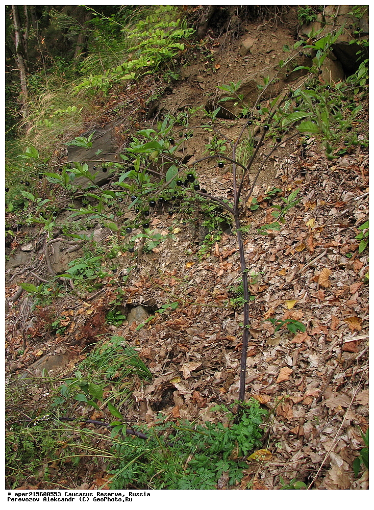 ������������� ����, ���������� ������, ���������-���������� ����������, ������, ���, ������, �������� ������, ���������� ��������������� ����������, ���������� ��������������� ��������� ���������� ���������� ����� �. �. �����������, ������ ��������, �����, ���������� ��������, ������������ ��������, ������������ ��������, ������, �����, XYZ, ����������, ���������, Solanaceae, �������� ������������, ���������� �����������, ���������� ������������, �������� ����������, ����������, �������, ������ �����, ������� �����, ����� �������, Atropa bella-donna, Atropa belladonna, ������, �����, ������, ������, ���������� ����������