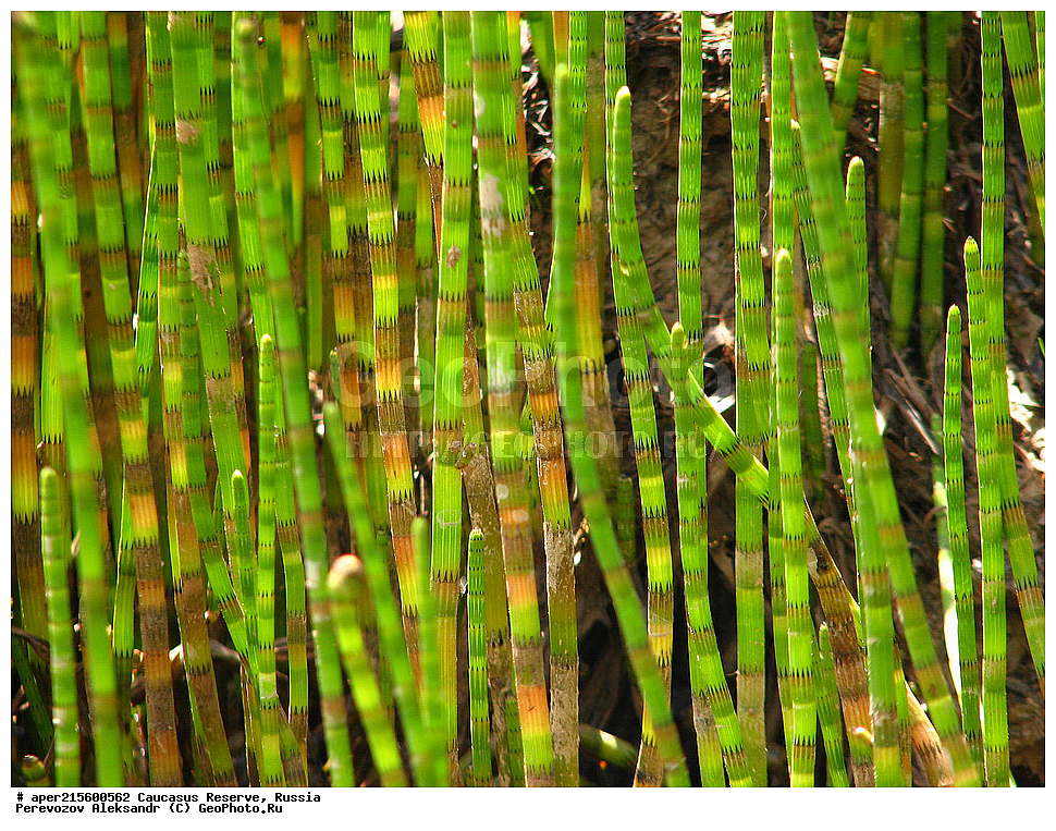  ������������� ����, ���������� ������, ���������-���������� ����������, ������, ���, ������, �������� ������, ���������� ��������������� ����������, ���������� ��������������� ��������� ���������� ���������� ����� �. �. �����������, ������ ��������, �����, ���������� ��������, ������������ ��������, ������������ ��������, XYZ, ��������, ��������, ��������, Equisetaceae, ���� ���������, ���� ��������, ���� ������, ���� �������, Equisetum fluviatile, Equisetum heleocharis, Equisetum limosum, ����, ������, �����, ������, ������, ���������� ����������