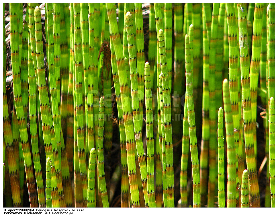  ������������� ����, ���������� ������, ���������-���������� ����������, ������, ���, ������, �������� ������, ���������� ��������������� ����������, ���������� ��������������� ��������� ���������� ���������� ����� �. �. �����������, ������ ��������, �����, ���������� ��������, ������������ ��������, ������������ ��������, XYZ, ��������, ��������, ��������, Equisetaceae, ���� ���������, ���� ��������, ���� ������, ���� �������, Equisetum fluviatile, Equisetum heleocharis, Equisetum limosum, ����, ������, �����, ������, ������, ���������� ����������