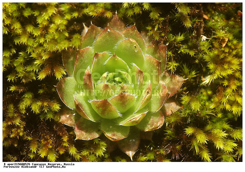 ������������� ����, ���������� ������, ���������-���������� ����������, ������, ���, ������, �������� ������, ���������� ��������������� ����������, ���������� ��������������� ��������� ���������� ���������� ����� �. �. �����������, ������ ��������, �����, ���������� ��������, ������������ ��������, ������������ ��������, ������, �����, XYZ, ������������, Crassulaceae, �������� ����������, �������� ���������, Sempervivum caucasicum, Sempervivum borissovae, ������, �����, ������, ������, ���������� ����������