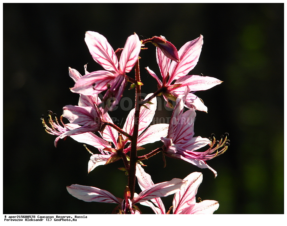 ������������� ����, ���������� ������, ���������-���������� ����������, ������, ���, ������, �������� ������, ���������� ��������������� ����������, ���������� ��������������� ��������� ���������� ���������� ����� �. �. �����������, ������ ��������, �����, ���������� ��������, ������������ ��������, ������������ ��������, ������, �����, XYZ, �������, Rutaceae, ������ ���������������, ���������� ������, Dictamnus gymnostylis, ������, �����, ������, ������, ���������� ����������