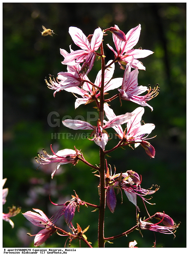 ������������� ����, ���������� ������, ���������-���������� ����������, ������, ���, ������, �������� ������, ���������� ��������������� ����������, ���������� ��������������� ��������� ���������� ���������� ����� �. �. �����������, ������ ��������, �����, ���������� ��������, ������������ ��������, ������������ ��������, ������, �����, XYZ, �������, Rutaceae, ������ ���������������, ���������� ������, Dictamnus gymnostylis, ������, �����, ������, ������, ���������� ����������