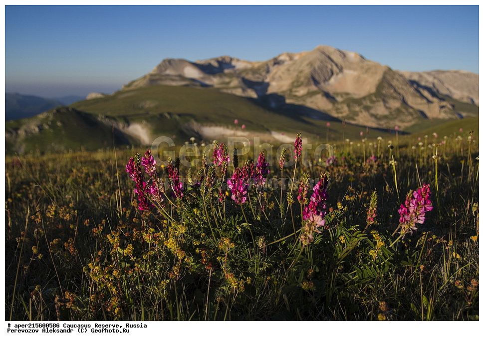 ������������� ����, ���������� ������, ���������-���������� ����������, ������, ���, ������, �������� ������, ���������� ��������������� ����������, ���������� ��������������� ��������� ���������� ���������� ����� �. �. �����������, ������ ��������, �����, ���������� ��������, ������������ ��������, ������������ ��������, ������, �����, XYZ, �������, �����������, Fabaceae, Fabaceae, Leguminosae, Papilionaceae, ��������, Onobrychis sp., ������, �����, ������, ������, ���������� ����������