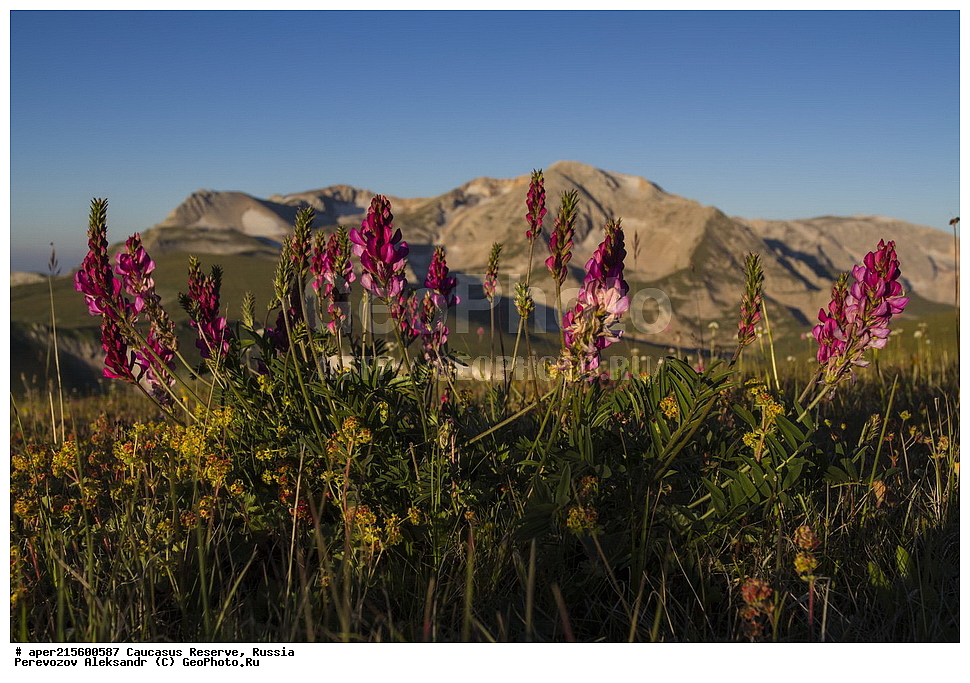 ������������� ����, ���������� ������, ���������-���������� ����������, ������, ���, ������, �������� ������, ���������� ��������������� ����������, ���������� ��������������� ��������� ���������� ���������� ����� �. �. �����������, ������ ��������, �����, ���������� ��������, ������������ ��������, ������������ ��������, ������, �����, XYZ, �������, �����������, Fabaceae, Fabaceae, Leguminosae, Papilionaceae, ��������, Onobrychis sp., ������, �����, ������, ������, ���������� ����������