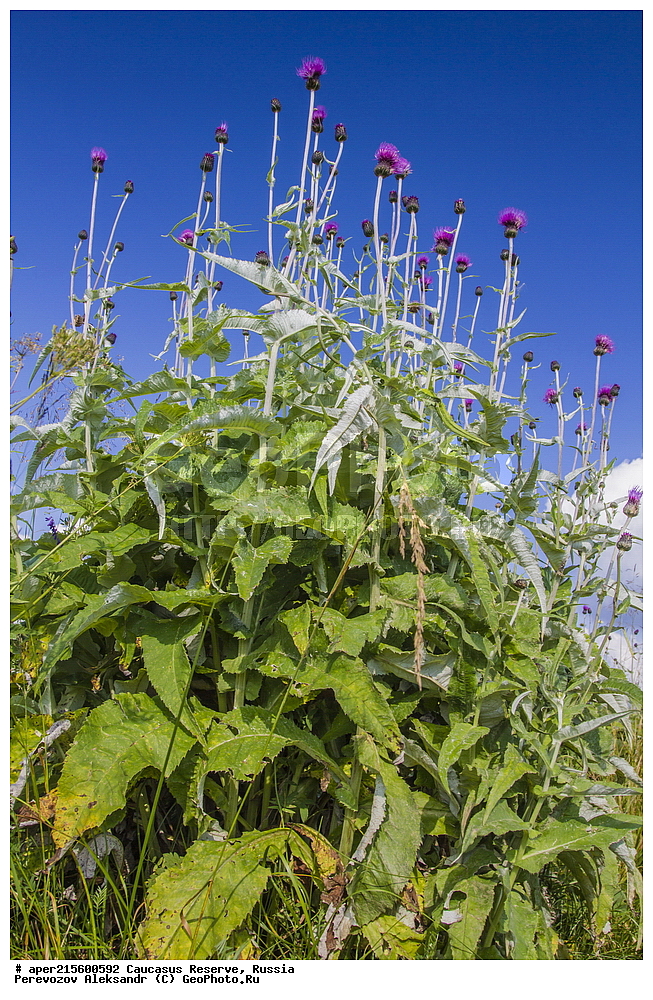 ������������� ����, ���������� ������, ���������-���������� ����������, ������, ���, ������, �������� ������, ���������� ��������������� ����������, ���������� ��������������� ��������� ���������� ���������� ����� �. �. �����������, ������ ��������, �����, ���������� ��������, ������������ ��������, ������������ ��������, ������, �����, XYZ, ��������, �������������, Asteraceae, Compositae, ����� ���������, Cirsium dealbatum, ������, �����, ������, ������, ���������� ����������