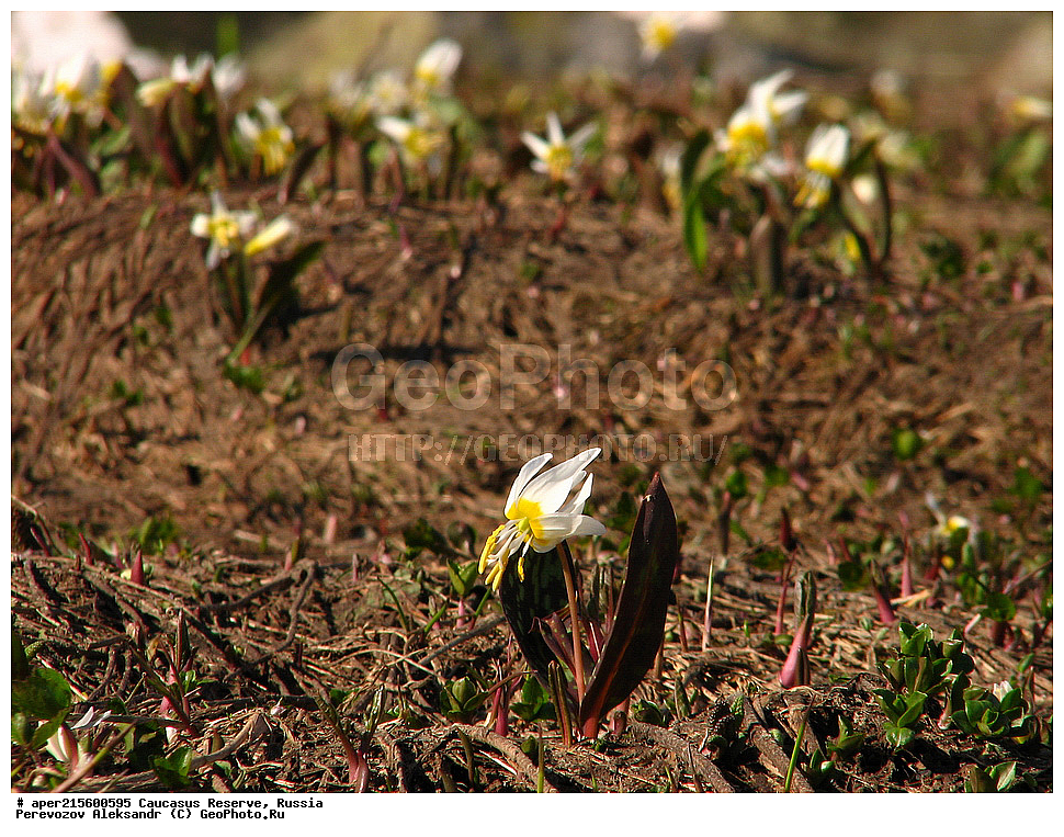 ������������� ����, ���������� ������, ���������-���������� ����������, ������, ���, ������, �������� ������, ���������� ��������������� ����������, ���������� ��������������� ��������� ���������� ���������� ����� �. �. �����������, ������ ��������, �����, ���������� ��������, ������������ ��������, ������������ ��������, ������, �����, XYZ, ��������, Liliaceae, ������ ����������, Erythronium caucasicum, ������, �����, ������, ������, ���������� ����������