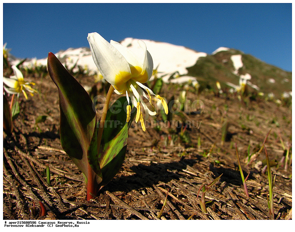 ������������� ����, ���������� ������, ���������-���������� ����������, ������, ���, ������, �������� ������, ���������� ��������������� ����������, ���������� ��������������� ��������� ���������� ���������� ����� �. �. �����������, ������ ��������, �����, ���������� ��������, ������������ ��������, ������������ ��������, ������, �����, XYZ, ��������, Liliaceae, ������ ����������, Erythronium caucasicum, ������, �����, ������, ������, ���������� ����������