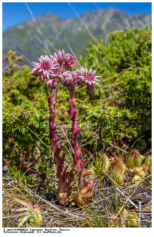 ������������� ����, ���������� ������, ���������-���������� ����������, ������, ���, ������, �������� ������, ���������� ��������������� ����������, ���������� ��������������� ��������� ���������� ���������� ����� �. �. �����������, ������ ��������, �����, ���������� ��������, ������������ ��������, ������������ ��������, ������, �����, XYZ, ������������, Crassulaceae, �������� ����������, �������� ���������, Sempervivum caucasicum, Sempervivum borissovae, ������, �����, ������, ������, ���������� ����������