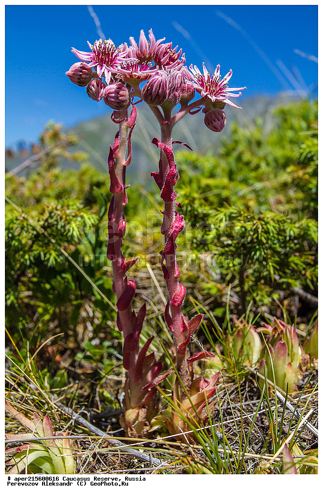 ������������� ����, ���������� ������, ���������-���������� ����������, ������, ���, ������, �������� ������, ���������� ��������������� ����������, ���������� ��������������� ��������� ���������� ���������� ����� �. �. �����������, ������ ��������, �����, ���������� ��������, ������������ ��������, ������������ ��������, ������, �����, XYZ, ������������, Crassulaceae, �������� ����������, �������� ���������, Sempervivum caucasicum, Sempervivum borissovae, ������, �����, ������, ������, ���������� ����������