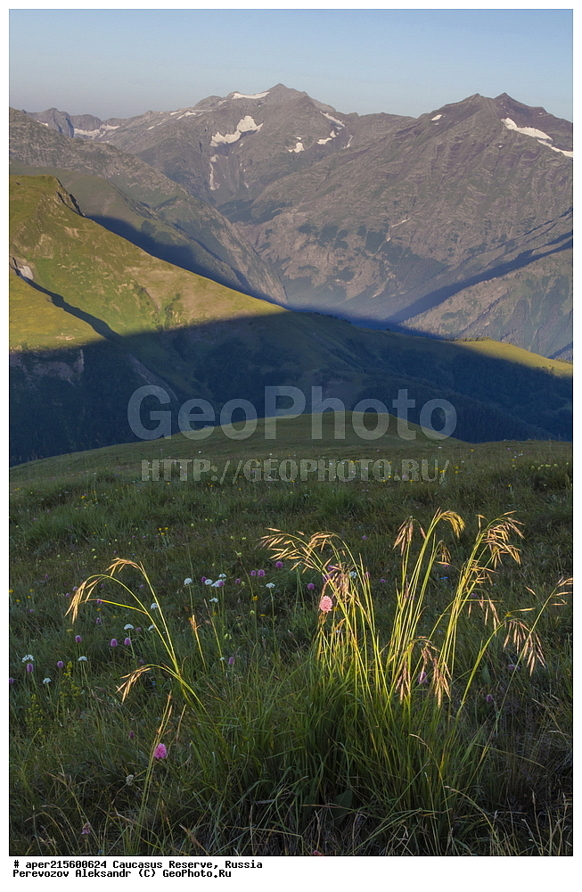 ������������� ����, ���������� ������, ���������-���������� ����������, ������, ���, ������, �������� ������, ���������� ��������������� ����������, ���������� ��������������� ��������� ���������� ���������� ����� �. �. �����������, ������ ��������, �����, ���������� ��������, ������������ ��������, ������������ ��������, ������, �����, XYZ, �����, ����������, Gramineae, Poaceae, ������� ������, ����� ������, ������� �������, ������ �������, Bromopsis variegate, Bromus variegates, Zerna variegata, ������, �����, ������, ������, ���������� ����������