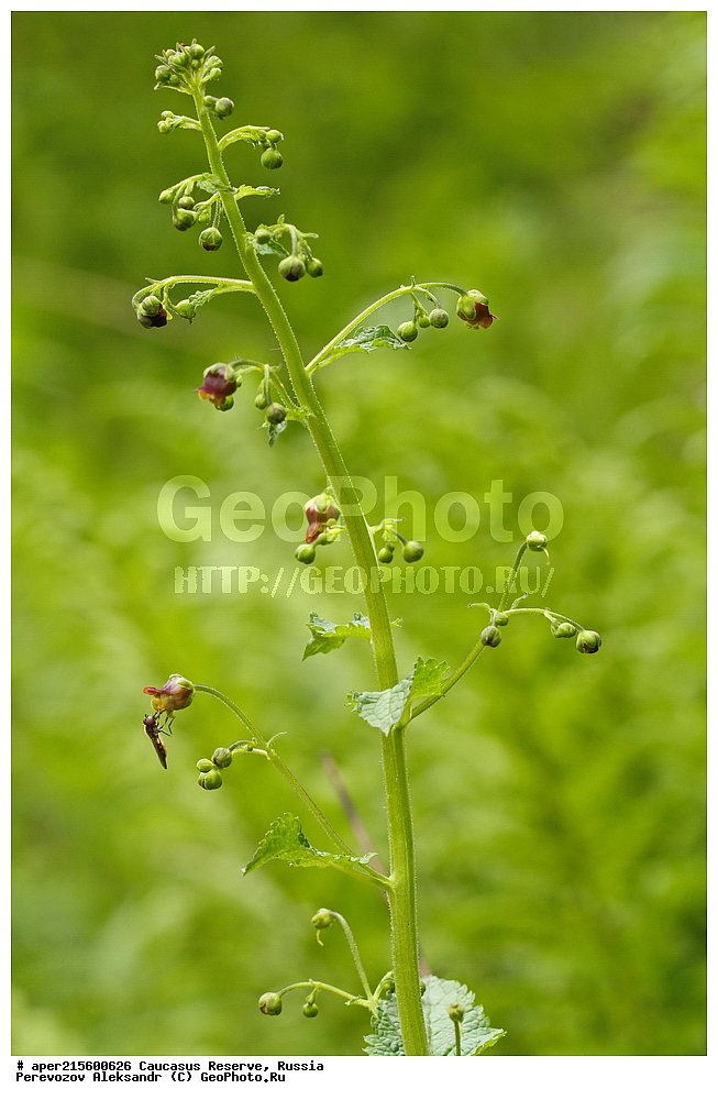 ������������� ����, ���������� ������, ���������-���������� ����������, ������, ���, ������, �������� ������, ���������� ��������������� ����������, ���������� ��������������� ��������� ���������� ���������� ����� �. �. �����������, ������ ��������, �����, ���������� ��������, ������������ ��������, ������������ ��������, ������, �����, XYZ, ������������, Scrophulariaceae, �������� �����������, Scrophularia olympica, ������, �����, ������, ������, ���������� ����������