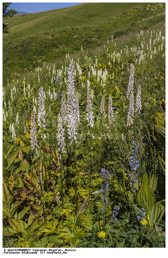 ������������� ����, ���������� ������, ���������-���������� ����������, ������, ���, ������, �������� ������, ���������� ��������������� ����������, ���������� ��������������� ��������� ���������� ���������� ����� �. �. �����������, ������ ��������, �����, ���������� ��������, ������������ ��������, ������������ ��������, ������, �����, XYZ, ���������, Ranunculaceae, ����� ���������, ������ ���������, Aconitum orientale, ������, �����, ������, ������, ���������� ����������