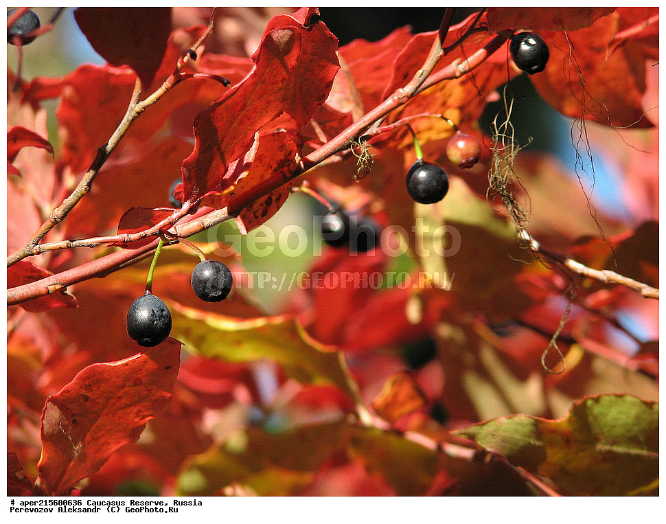 ������������� ����, ���������� ������, ���������-���������� ����������, ������, ���, ������, �������� ������, ���������� ��������������� ����������, ���������� ��������������� ��������� ���������� ���������� ����� �. �. �����������, ������ ��������, �����, ���������� ��������, ������������ ��������, ������������ ��������, ����, �����, �����, �����, XYZ, ����������, Ericaceae, ������� ����������, Vaccinium arctostaphylos, ������, �����, ������, ������, ���������� ����������