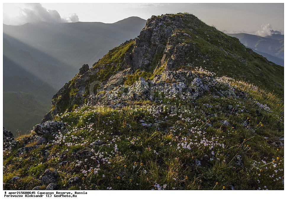 ������������� ����, ���������� ������, ���������-���������� ����������, ������, ���, ������, �������� ������, ���������� ��������������� ����������, ���������� ��������������� ��������� ���������� ���������� ����� �. �. �����������, ������ ��������, �����, ���������� ��������, ������������ ��������, ������������ ��������, ������, �����, XYZ, �����������, ����������, Caryophyllaceae, ����� ������������, ����� �����������, Gypsophila tenuifolia, ������, �����, ������, ������, ���������� ����������