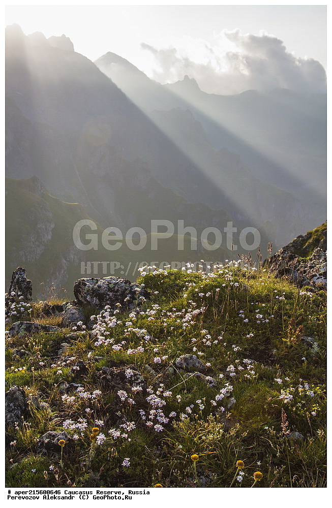 ������������� ����, ���������� ������, ���������-���������� ����������, ������, ���, ������, �������� ������, ���������� ��������������� ����������, ���������� ��������������� ��������� ���������� ���������� ����� �. �. �����������, ������ ��������, �����, ���������� ��������, ������������ ��������, ������������ ��������, ������, �����, XYZ, �����������, ����������, Caryophyllaceae, ����� ������������, ����� �����������, Gypsophila tenuifolia, ������, �����, ������, ������, ���������� ����������